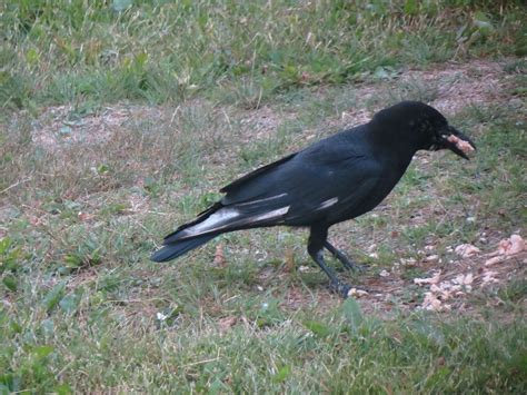 Crow with some white feathers | Crow, Literature, Animals