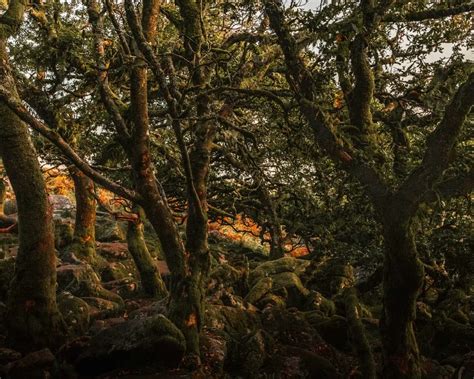 An Enchanting Walk Around Wistman’s Wood - She walks in England