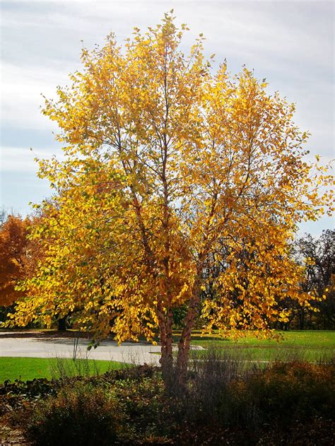 River Birch Deciduous Tree | Fast Growing Popular Landscape – Plant Me ...