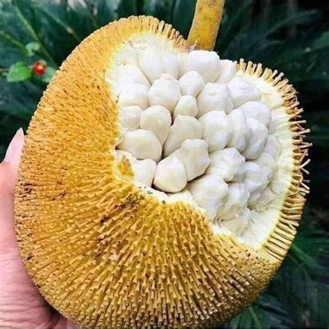 Terap or tarap (Artocarpus odoratissimus) - Always Shipping Best Plant & Seed For You