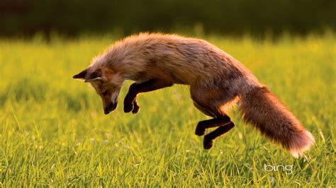 Bing Automatic Wallpaper | Canadian Red Fox-Bing Wallpaper - 1920x1080 ...