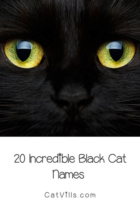 Unique Black Cat Names That Will Suit Your Stealthy Companion | Names for black cats, Cat names ...