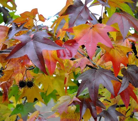 American Sweetgum Fall Foliage Color | Flickr - Photo Sharing!