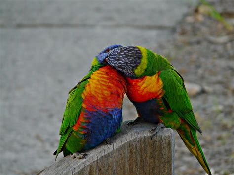 Australian Adventures Natural, Cultural information and photos!: Birds ...