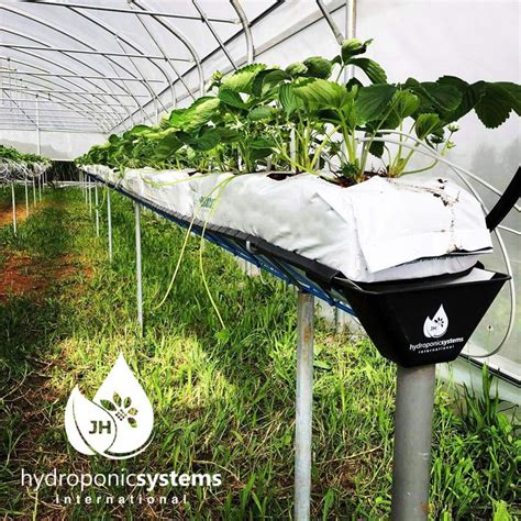 Hydroponic System for Strawberries