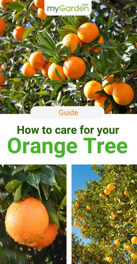 Orange Tree Care | Potted trees, Fruit trees in containers, Citrus trees