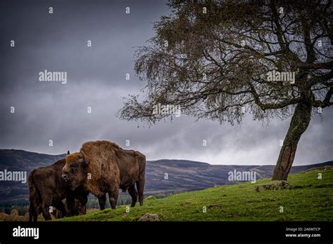 Bison at the Highland Wildlife Park, Newtonmore, Scotland Stock Photo ...