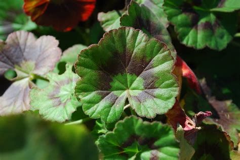 Pelargonium graveolens (Geranium) | Botanical Name: Pelargon… | Flickr