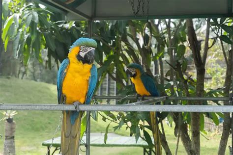 How to Take Care of A Macaw? A Complete Guideline for Owners – Macaw Land