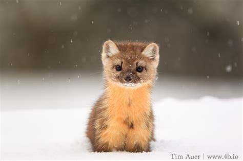 Have You Seen an American Marten? - Trapping Reform in Wyoming