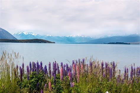 Lake Tekapo during the summer [OC] [6000x4000] : r/EarthPorn