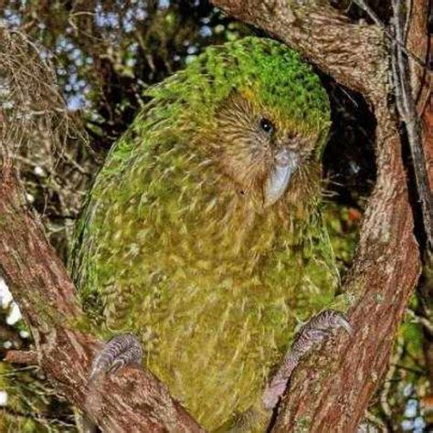 36 best images about Kakapo parrot, flightless, nocturnal, Owl, are ...