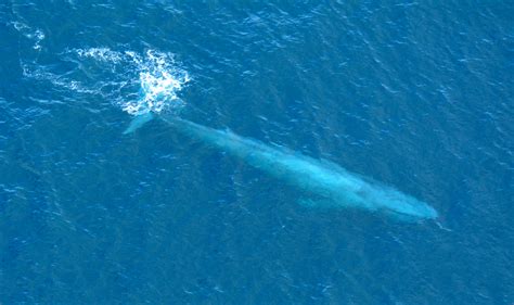 File:Large Blue Whale Off Southern California Coast Photo D Ramey Logan.jpg - Wikimedia Commons