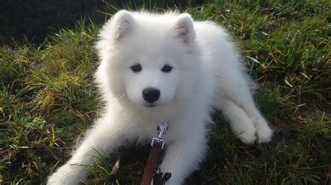 Phơi Bày Bí Mật Giá Chó Samoyed Trên Thị Trường Hiện Nay - Thucanh.vn - Website chuyên thông tin ...