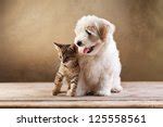 Dog And Cat Free Stock Photo - Public Domain Pictures