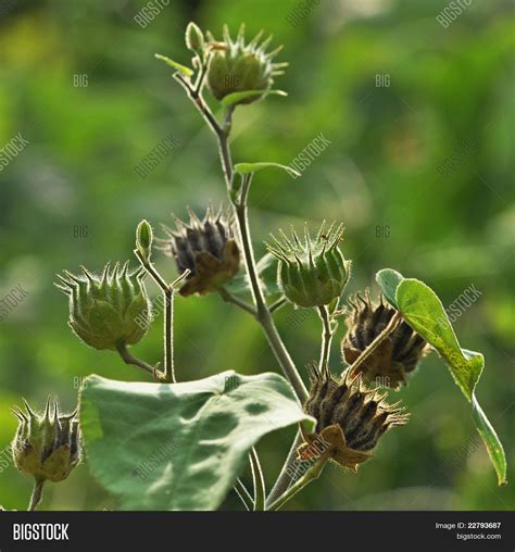 Seed Pods forming on soybean | Seed pods, Seeds, Plant photography