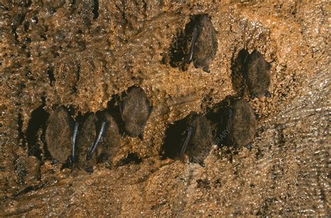 Little Brown Bats (Myotis lucifugus) - Stock Image - C050/2098 - Science Photo Library