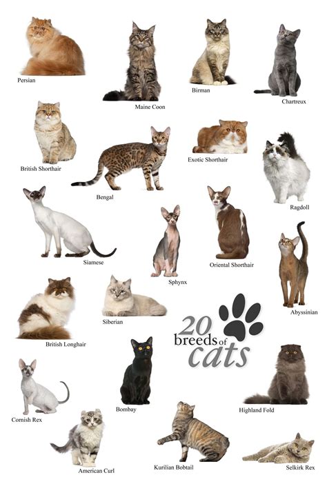 Common Types Of House Cats