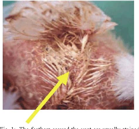 Figure 1 from Bursal Disease ( GUMBORO Disease ) in Chickens | Semantic ...