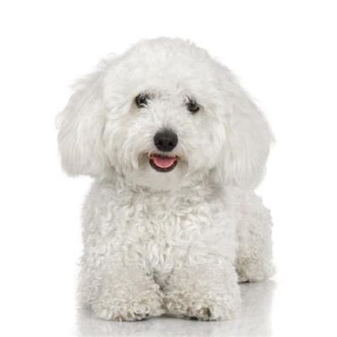 How to Groom a Bichon Frise's Face & Ears | Cuteness.com | Bichon dog, Bichon frise dogs, Bichon