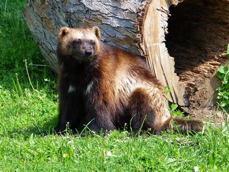 Wolverine | Michigan's official mammal, in the Detroit Zoo. | Maia C ...