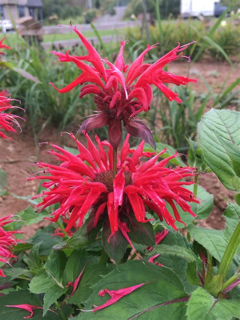 MONARDA DIDYMA ‘CAMBRIDGE SCARLET’ – Horlings Plants