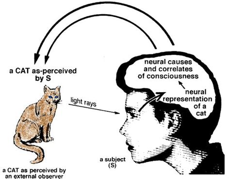 Visual perception