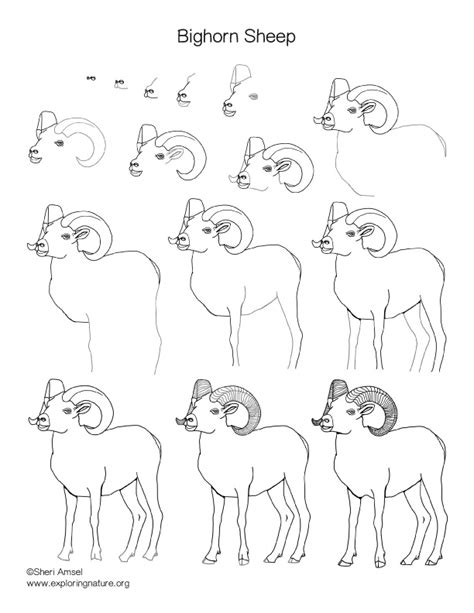 Bighorn Sheep Drawing Lesson