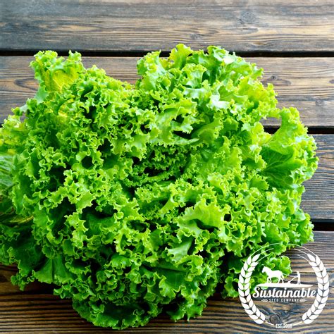 Organic Green Ice Lettuce - Sustainable Seed Co. – Sustainable Seed Company