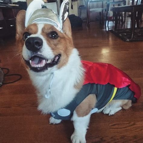 Marvel Thor Dog Costume | BaxterBoo