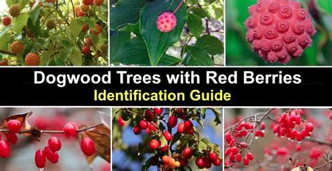 36 Shrubs With Red Berries: Identification Guide (With, 45% OFF