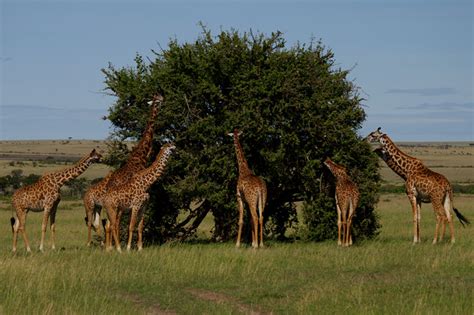 Giraffes are cool - Justinsomnia