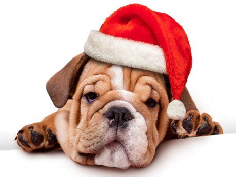 Gorro de Navidad para tu mascota