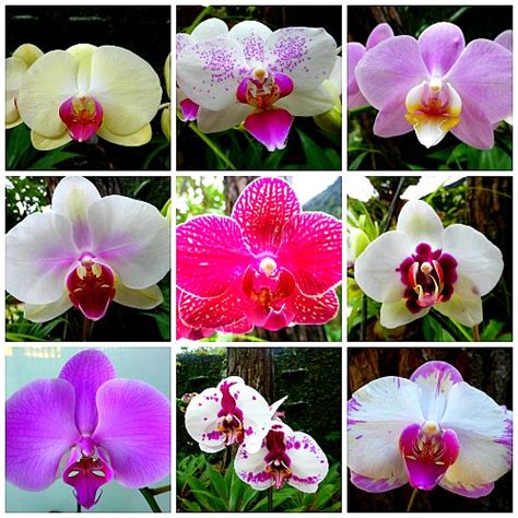 Blooming Orchids