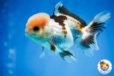 Thai Oranda Panda 4-4.5 inches Male 0831TO00PA445TX2M3 - Goldfish Island