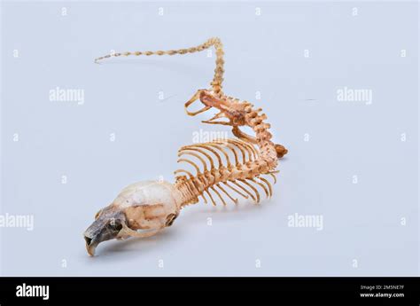 Skeleton of a mouse Stock Photo - Alamy