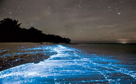 Sea of Stars, Vaadhoo Island, Maldives | 27 Pictures