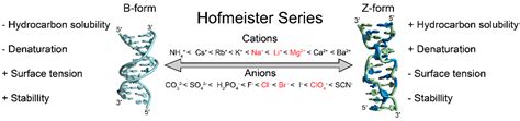 Molecules | Free Full-Text | Structure and Formation of Z-DNA and Z-RNA