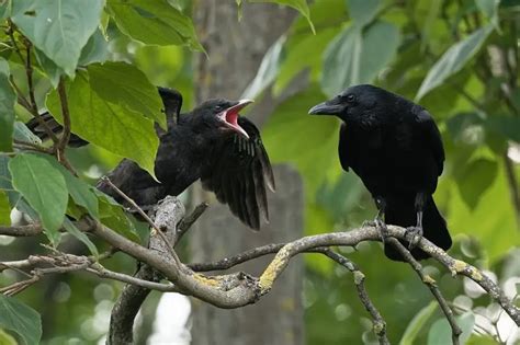 Carrion Crow - Facts, Diet, Habitat & Pictures on Animalia.bio