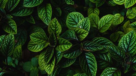 Closeup View Of Green Leaves Plants Branches 4K 5K HD Nature Wallpapers ...