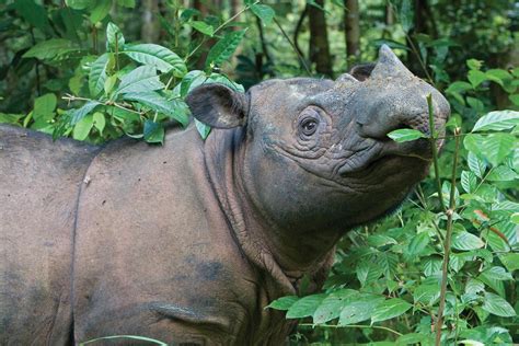 Lessons Learned From Sumatran Rhino Conservation Breeding ...