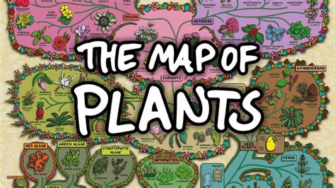 The Surprising Map of Plants: A New Animation Shows How All the ...