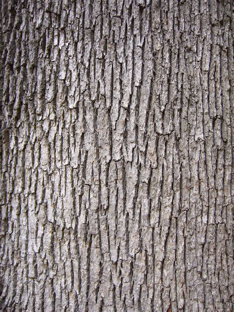 Oak Tree Bark Texture