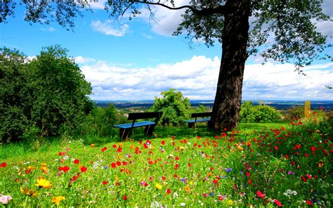 Hintergrundbilder : Bäume, Landschaft, Wald, Blumen, Natur, Gras, Himmel, Park, Feld, Wildnis ...