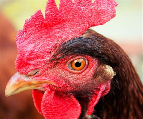 Free Images : bird, red, beak, color, chicken, rooster, poultry, close ...