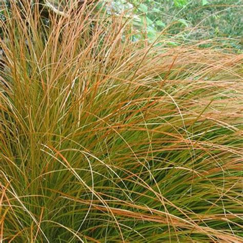 Carex testacea – Future Forests Aryeh, Planting Plan, Plant Health, Peat, Grafting, Orange Brown ...