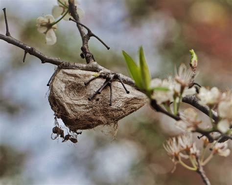 Cecropia Moth Cocoon | Hyalophora cecropia Fauna Project Lad… | Flickr