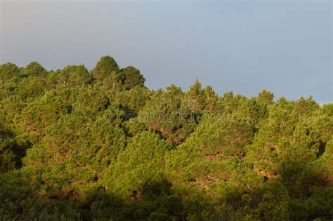 Forest of Aleppo pine. stock photo. Image of aleppo - 133041400