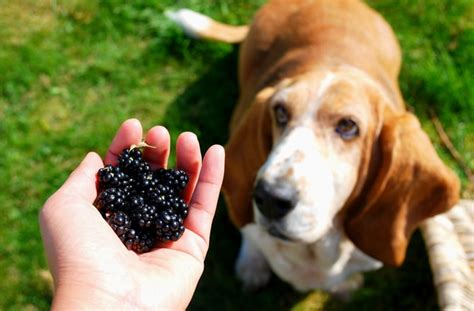 Best Food Options for Diabetic Dogs | petMD