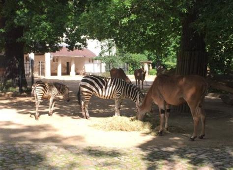 Animals at the Berlin Zoo - Photo de Berlin Zoological Garden, Berlin - TripAdvisor